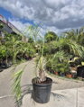 Butia Capitata výška kmeňa 40-50cm