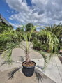 Butia Capitata