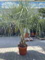Butia Capitata výška kmeňa 20-50cm
