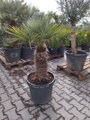 Chamaerops Humilis cerifera výška 130-150cm 45 litrov
