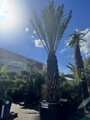 Phoenix Dactylifera 125/150cm