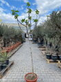 Ficus carica figovník 25L