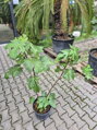 Ficus carica figovník 