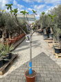 Ficus carica figovník 12L