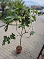 Ficus carica figovník 25L