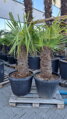 Trachycarpus Fortunei Galícia Lugo hrubé kmene výška 60-80cm