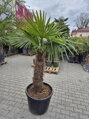 Trachycarpus Fortunei Galícia Lugo hrubé kmene výška 80-100cm