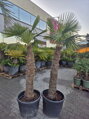 Trachycarpus Fortunei Galícia Lugo hrubé kmene výška 140-160cm