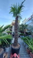 Trachycarpus Fortunei Galícia Lugo hrubé kmene výška 180-220cm