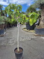 Ficus carica napolitaine figovník 