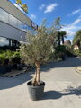 Olivovník európsky Bonsai 160-180 cm, kmeň 40/50 cm