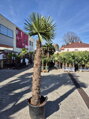 Trachycarpus Fortunei Galícia Lugo hrubé kmene výška 140-160cm