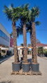 Trachycarpus Fortunei Galícia Lugo hrubé kmene výška 370-430cm