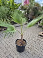 Washingtonia Robusta 120 - 140 cm