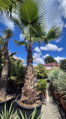 Washingtonia Robusta 