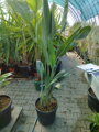 Strelitzia Reginae - strelícia kráľovská 120-160cm 30L