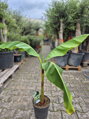 Banánovník Musa Basjoo  80-110cm