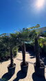 Trachycarpus Fortunei I. trieda ES 1,55m