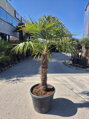 Trachycarpus Fortunei Galícia Lugo hrubé kmene výška 190-200 cm kmeň 100 cm