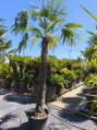 Trachycarpus Fortunei výška 290-310 cm kmeň 200 cm 