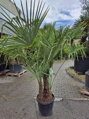 Trachycarpus Fortunei Multikmeň výška 150-170cm