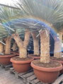 Yucca Rostrata Medusa 150-175cm