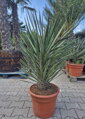 Yucca Filifera 100-125cm