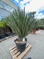 Yucca Faxoniana 