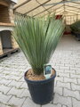 Yucca rostrata výška 70-80cm