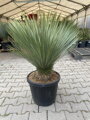 Yucca rostrata výška 100-120cm