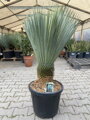 Yucca rostrata výška 120-140cm