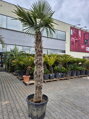Trachycarpus Fortunei kmeň 200-220cm