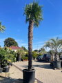 Trachycarpus Fortunei Galícia Lugo hrubé kmene výška 270-330cm