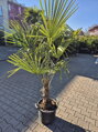Trachycarpus Fortunei kmeň 30-50cm, 130-170cm výška IT