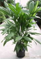 Areca Triandra - 10ks semien