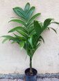 Areca Triandra - 10ks semien