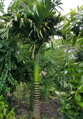 Areca Triandra - 10ks semien