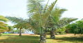 Arenga Pinnata - 10ks semien