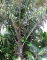 Arenga Pinnata - 10ks semien