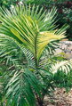 Arenga Pinnata - 10ks semien