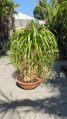 Beaucarnea recurvata výška 90-100cm