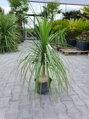 BEAUCARNEA RECURVATA 100 - 120 cm