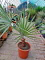 Bismarckia Nobilis výška rastliny 90-100cm 