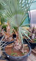 Bismarckia Nobilis výška rastliny 160-180cm