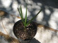 Butia Capitata zo semena 11 mesačná