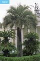 Butia Odorata - semenáč 2Lt.