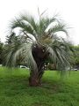 Butia Odorata - semenáč