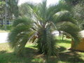 Butia Odorata - semenáč 2Lt.
