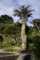 Butia Odorata - semenáč 2Lt.