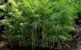 Chamaedorea Woodsoniana - 10ks semien